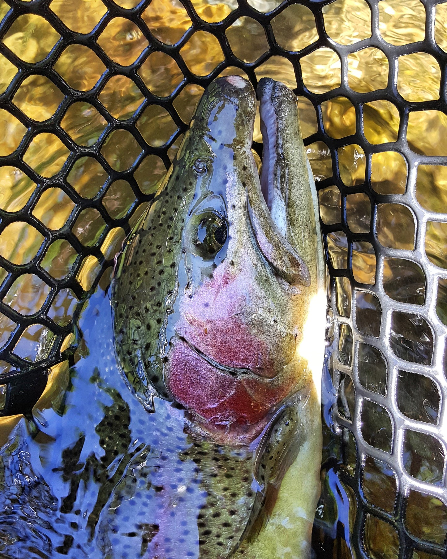 1/4 Day Guided Wading Trip | Cherokee