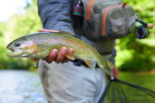 Memorial Day Tournament 2023