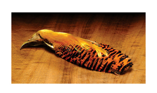 Golden Pheasant Complete